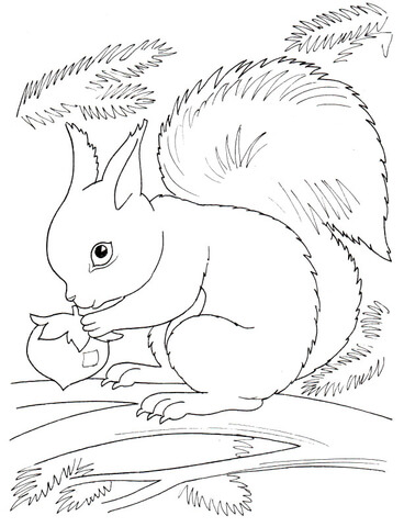 Squirrel Eating Nut Coloring Page